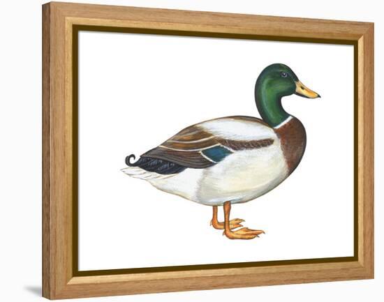 Mallard (Anas Platyrhynchos), Duck, Birds-Encyclopaedia Britannica-Framed Stretched Canvas