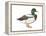 Mallard (Anas Platyrhynchos), Duck, Birds-Encyclopaedia Britannica-Framed Stretched Canvas