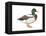 Mallard (Anas Platyrhynchos), Duck, Birds-Encyclopaedia Britannica-Framed Stretched Canvas