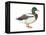 Mallard (Anas Platyrhynchos), Duck, Birds-Encyclopaedia Britannica-Framed Stretched Canvas