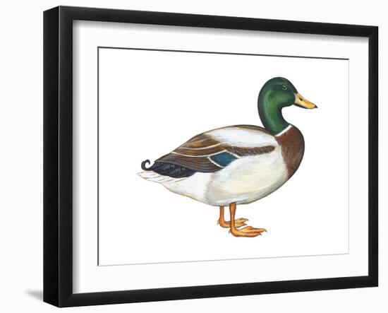 Mallard (Anas Platyrhynchos), Duck, Birds-Encyclopaedia Britannica-Framed Art Print