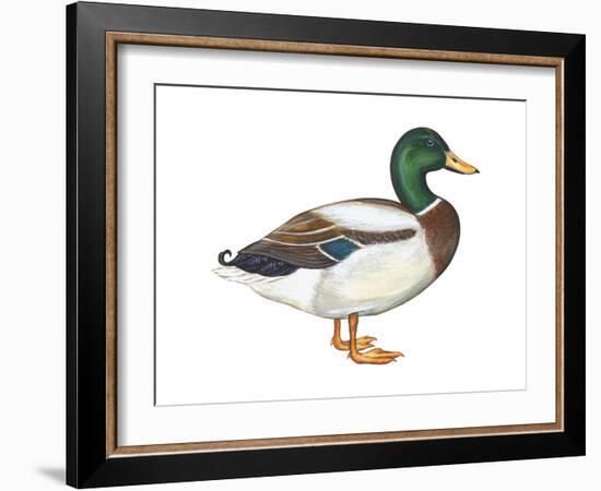 Mallard (Anas Platyrhynchos), Duck, Birds-Encyclopaedia Britannica-Framed Art Print