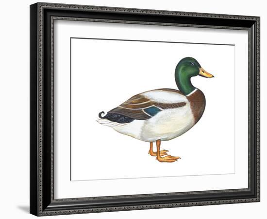 Mallard (Anas Platyrhynchos), Duck, Birds-Encyclopaedia Britannica-Framed Art Print