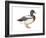 Mallard (Anas Platyrhynchos), Duck, Birds-Encyclopaedia Britannica-Framed Art Print