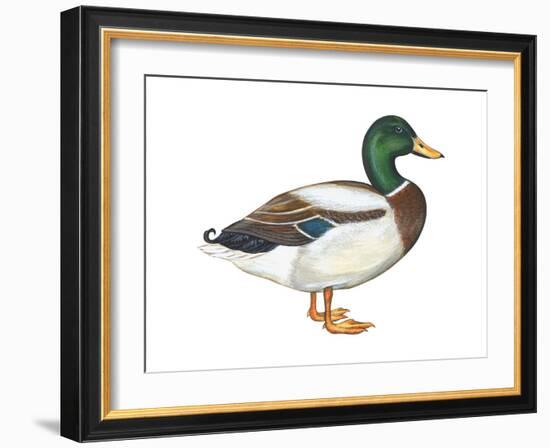 Mallard (Anas Platyrhynchos), Duck, Birds-Encyclopaedia Britannica-Framed Art Print