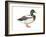 Mallard (Anas Platyrhynchos), Duck, Birds-Encyclopaedia Britannica-Framed Art Print
