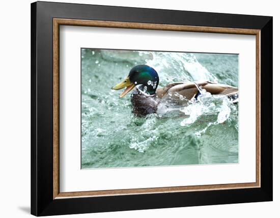 Mallard, Anas Platyrhynchos, Erpel-Reiner Bernhardt-Framed Photographic Print