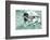 Mallard, Anas Platyrhynchos, Erpel-Reiner Bernhardt-Framed Photographic Print