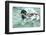 Mallard, Anas Platyrhynchos, Erpel-Reiner Bernhardt-Framed Photographic Print