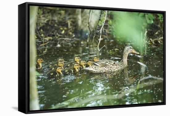 Mallard, Anas platyrhynchos, fledglings, water, sidewise, swim-David & Micha Sheldon-Framed Stretched Canvas