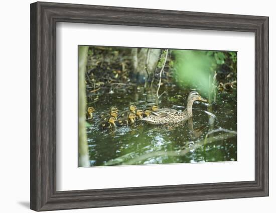 Mallard, Anas platyrhynchos, fledglings, water, sidewise, swim-David & Micha Sheldon-Framed Photographic Print