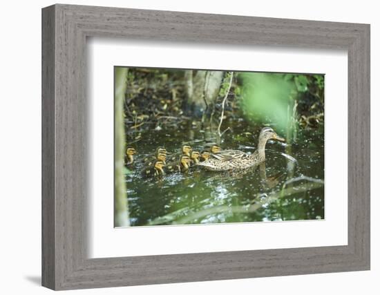 Mallard, Anas platyrhynchos, fledglings, water, sidewise, swim-David & Micha Sheldon-Framed Photographic Print