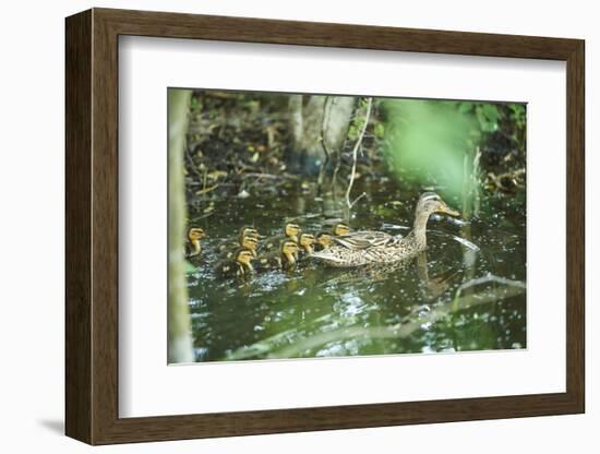 Mallard, Anas platyrhynchos, fledglings, water, sidewise, swim-David & Micha Sheldon-Framed Photographic Print