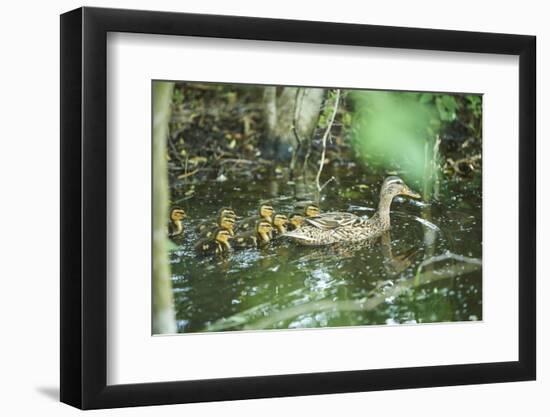 Mallard, Anas platyrhynchos, fledglings, water, sidewise, swim-David & Micha Sheldon-Framed Photographic Print