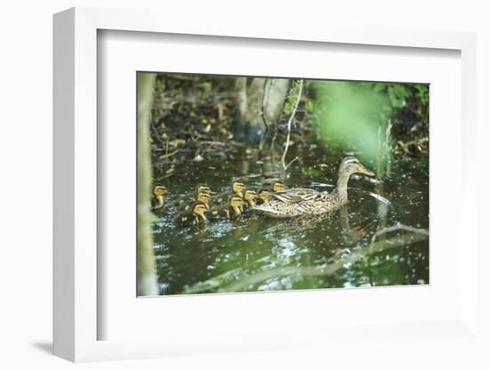 Mallard, Anas platyrhynchos, fledglings, water, sidewise, swim-David & Micha Sheldon-Framed Photographic Print