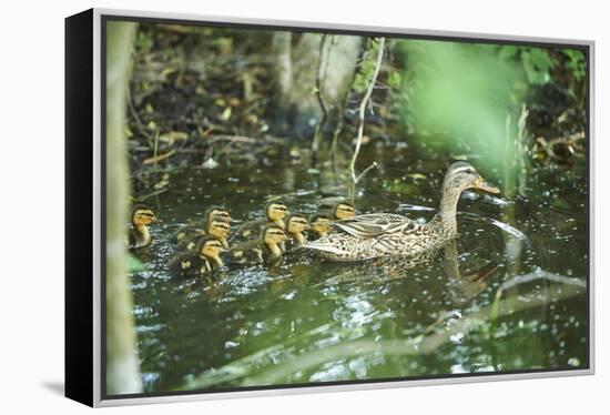 Mallard, Anas platyrhynchos, fledglings, water, sidewise, swim-David & Micha Sheldon-Framed Premier Image Canvas