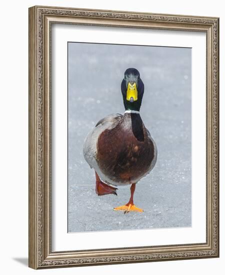 Mallard (Anas Platyrhynchos) Walking On Ice, Acadia National Park, Maine, USA, April-George Sanker-Framed Photographic Print