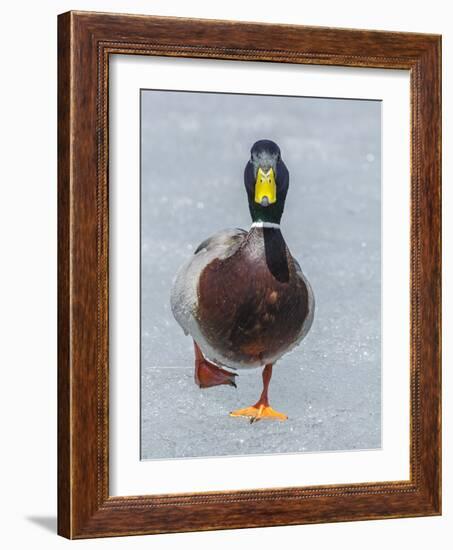 Mallard (Anas Platyrhynchos) Walking On Ice, Acadia National Park, Maine, USA, April-George Sanker-Framed Photographic Print