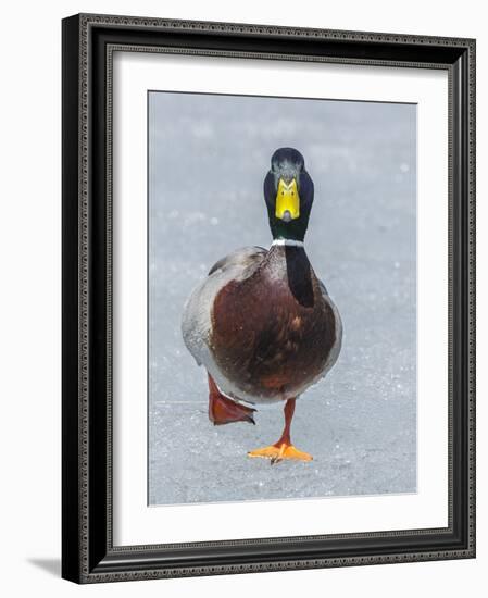 Mallard (Anas Platyrhynchos) Walking On Ice, Acadia National Park, Maine, USA, April-George Sanker-Framed Photographic Print