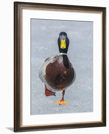 Mallard (Anas Platyrhynchos) Walking On Ice, Acadia National Park, Maine, USA, April-George Sanker-Framed Photographic Print