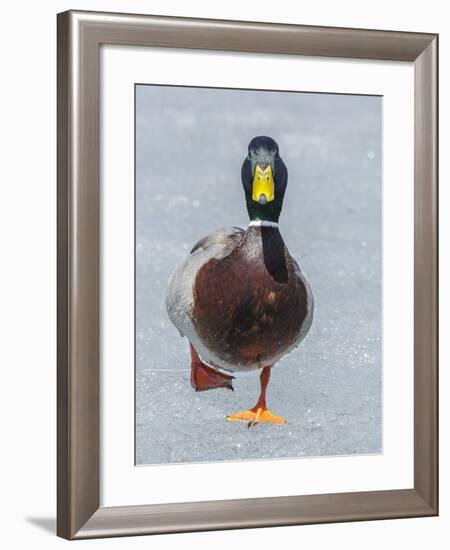 Mallard (Anas Platyrhynchos) Walking On Ice, Acadia National Park, Maine, USA, April-George Sanker-Framed Photographic Print