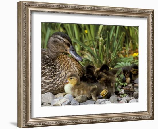 Mallard (Anas Platyrhyncos) with Ducklings, United Kingdom-Steve & Ann Toon-Framed Photographic Print