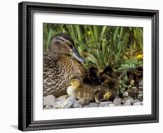Mallard (Anas Platyrhyncos) with Ducklings, United Kingdom-Steve & Ann Toon-Framed Photographic Print