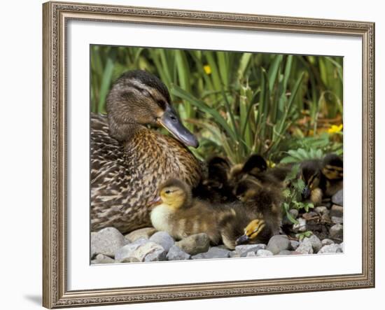 Mallard (Anas Platyrhyncos) with Ducklings, United Kingdom-Steve & Ann Toon-Framed Photographic Print