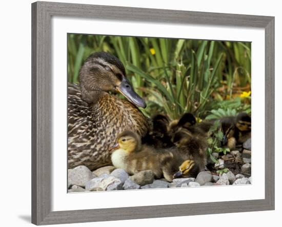 Mallard (Anas Platyrhyncos) with Ducklings, United Kingdom-Steve & Ann Toon-Framed Photographic Print