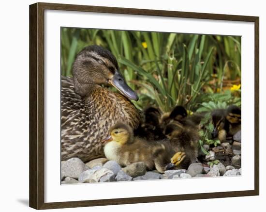 Mallard (Anas Platyrhyncos) with Ducklings, United Kingdom-Steve & Ann Toon-Framed Photographic Print
