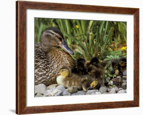 Mallard (Anas Platyrhyncos) with Ducklings, United Kingdom-Steve & Ann Toon-Framed Photographic Print