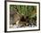 Mallard (Anas Platyrhyncos) with Ducklings, United Kingdom-Steve & Ann Toon-Framed Photographic Print