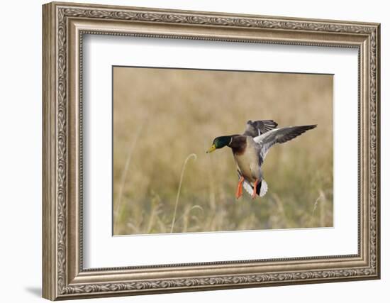 Mallard Drake Alighting-Ken Archer-Framed Photographic Print