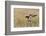 Mallard Drake Alighting-Ken Archer-Framed Photographic Print