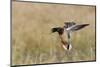 Mallard Drake Alighting-Ken Archer-Mounted Photographic Print