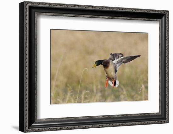 Mallard Drake Alighting-Ken Archer-Framed Photographic Print