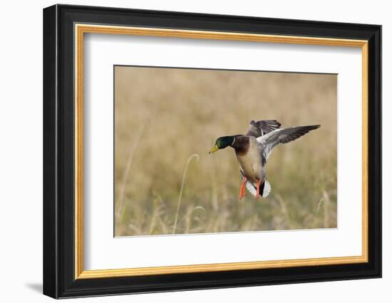 Mallard Drake Alighting-Ken Archer-Framed Photographic Print