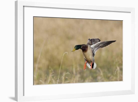 Mallard Drake Alighting-Ken Archer-Framed Photographic Print