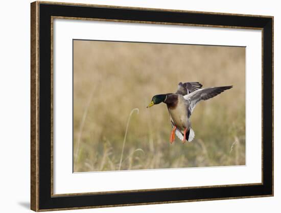 Mallard Drake Alighting-Ken Archer-Framed Photographic Print