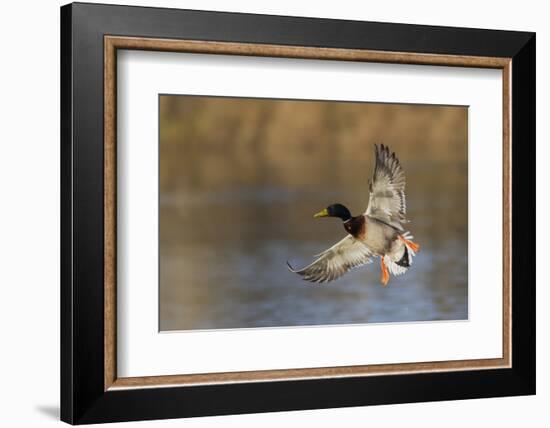 Mallard drake alighting-Ken Archer-Framed Photographic Print