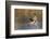 Mallard drake alighting-Ken Archer-Framed Photographic Print