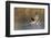 Mallard drake alighting-Ken Archer-Framed Photographic Print