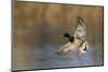 Mallard drake alighting-Ken Archer-Mounted Photographic Print