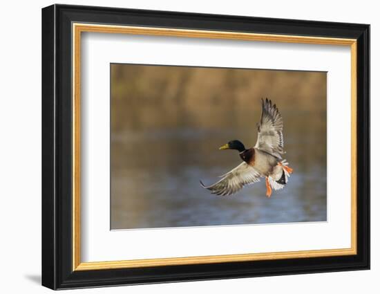 Mallard drake alighting-Ken Archer-Framed Photographic Print