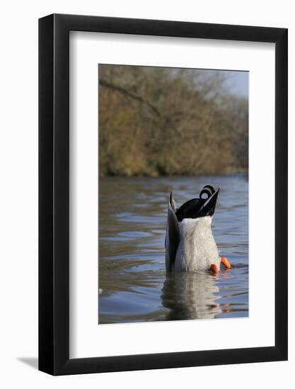 Mallard Drake (Anas Platyrhynchos) Upended Dabbling for Food in Lake, Wiltshire, England, UK-Nick Upton-Framed Photographic Print