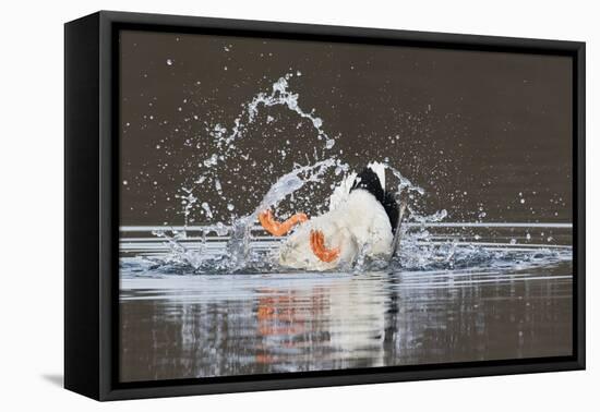 Mallard drake bathing-Ken Archer-Framed Premier Image Canvas