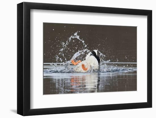 Mallard drake bathing-Ken Archer-Framed Photographic Print