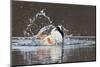 Mallard drake bathing-Ken Archer-Mounted Photographic Print