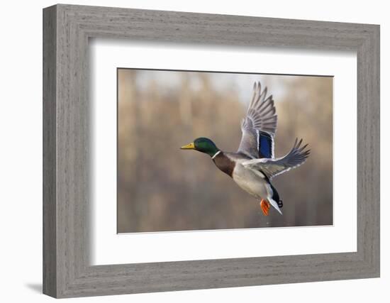 Mallard Drake flying-Ken Archer-Framed Premium Photographic Print