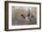 Mallard Drake flying-Ken Archer-Framed Premium Photographic Print